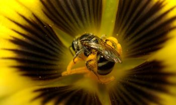 Close-up of bee on yellow flower