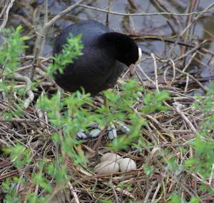Black bird in a field