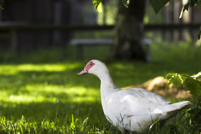 Close-up of bird on grass