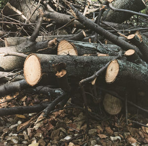 Close-up of logs on tree trunk in forest