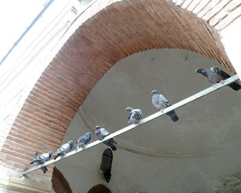 Low angle view of pigeon perching on roof