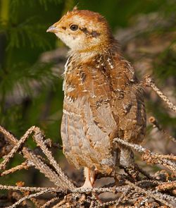 Close-up of a bird perching on branch