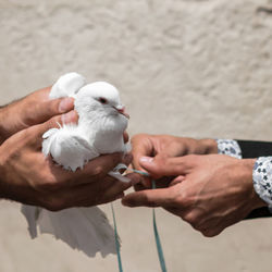 Close-up of man holding bird