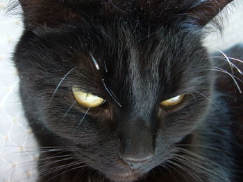 Close-up portrait of cat