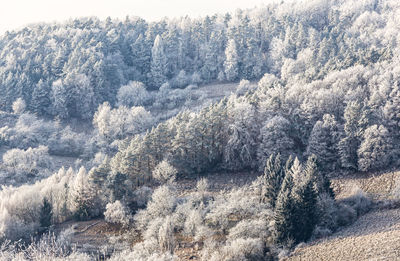 snow