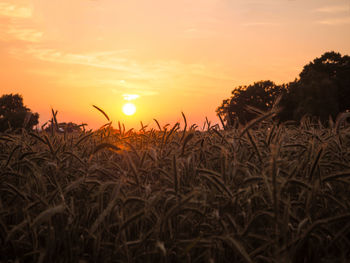 Close-up of wheat field against sky at sunset