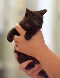 Midsection of woman holding cat