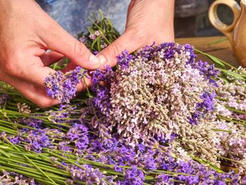 Midsection of person holding purple flowering plants