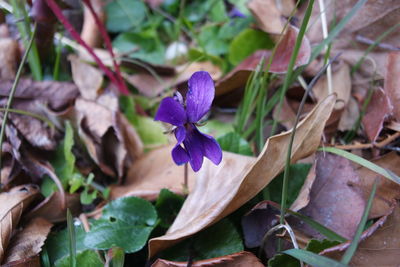 Close-up of purple flowers