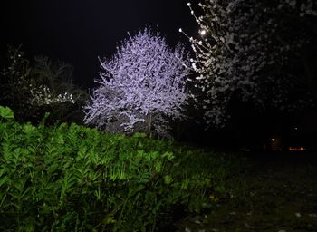 Firework display on field against sky at night