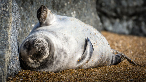 Close-up of animal lying on rock