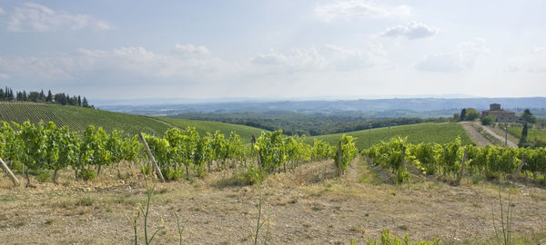 Scenic view of vineyard against sky