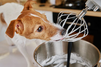 Close-up of a dog