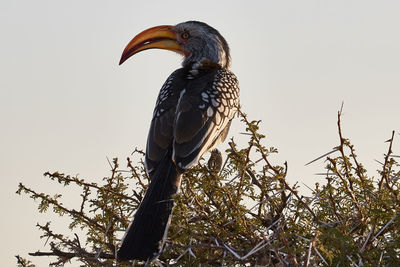 Low angle view of bird perching on tree against sky