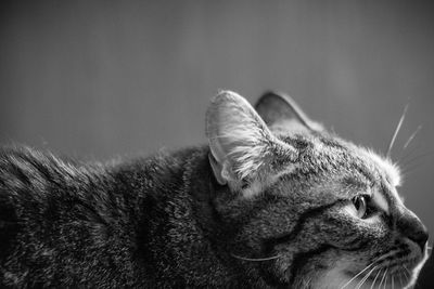 Profile of a cat in black and white
