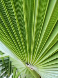 Full frame shot of palm leaves