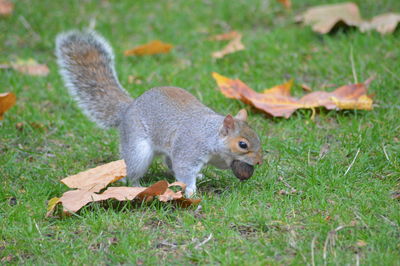 Close-up of squirrel on field