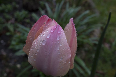 Close-up of wet pink flower blooming outdoors