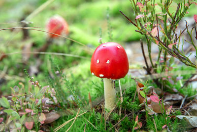 Amanita mushrooms with white dots close-up in the forest.