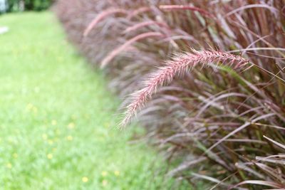 Close-up of grass growing in field