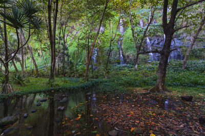 Scenic view of waterfall in forest