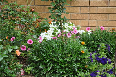 Close-up of pink flowers in backyard