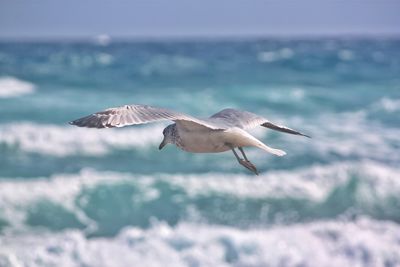 Seagull flying over sea