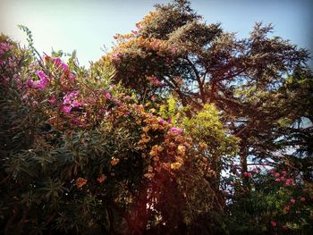 Low angle view of flowering trees in park against sky