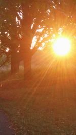 Sun shining through trees in forest