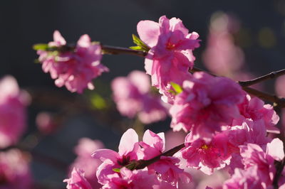 Close-up of pink cherry blossom