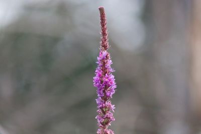 Close-up of purple flowering plant