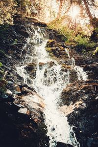 River flowing through forest