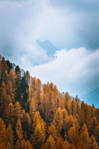 Trees in forest during autumn against sky