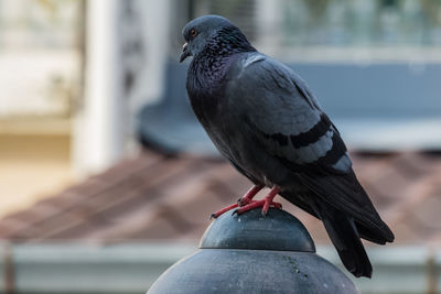 Close-up of pigeon perching on railing