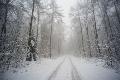 Snow covered bare trees in forest during winter
