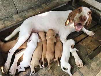 High angle view of dog