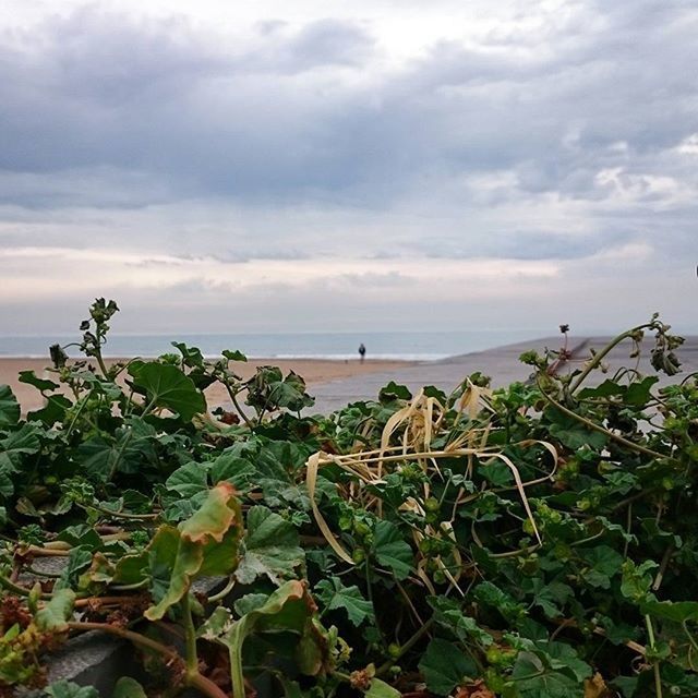 sky, sea, horizon over water, plant, cloud - sky, tranquil scene, tranquility, beauty in nature, nature, growth, water, cloudy, scenics, cloud, beach, flower, idyllic, leaf, green color, outdoors