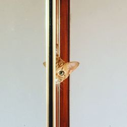 Close-up of cat by window on door