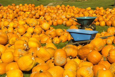 Wheelbarrows amidst pumpkins on field