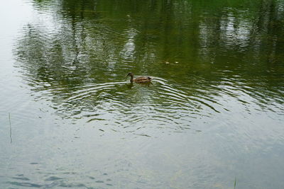 High angle view of ducks swimming in lake