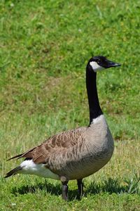 Duck on field