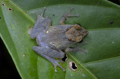 High angle view of frog on leaves