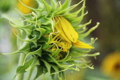 Close-up of yellow flowering plant