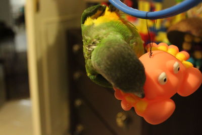 Close-up of a bird with stuffed toy