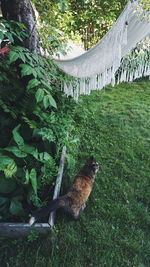 Side view of an animal on land