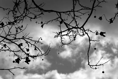 Low angle view of silhouette bare tree against sky