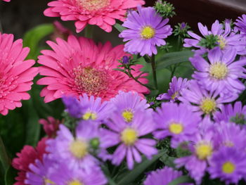 Close-up of pink flowering plants