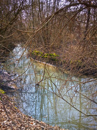 Reflection of trees in lake