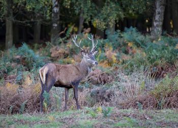 Deer in a forest