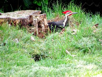 Side view of a bird on land